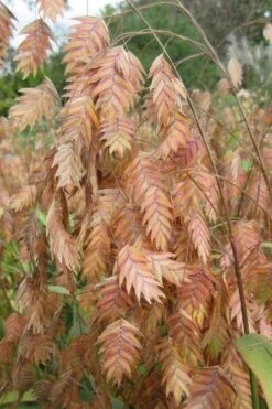 Upland Sea Oats (Chasmanthium Latifolium) - 8 Pack Of 1 Gallon Pots