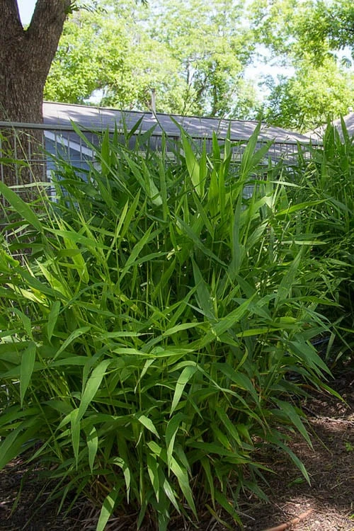 Upland Sea Oats (Chasmanthium Latifolium) - 1 Gallon Pots - Image 6