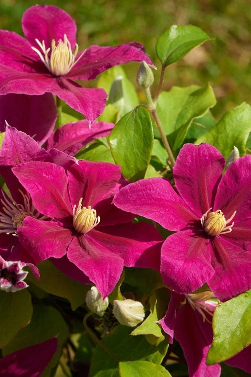 Acropolis Clematis - 1 Gallon Pot - Image 5