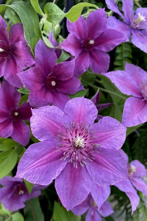 Adam's Courage Clematis - 1 Gallon Pot - Image 4