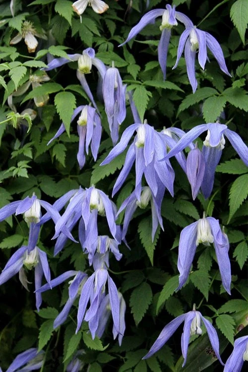 Blue Dancer Clematis - 1 Gallon Pot - Image 4
