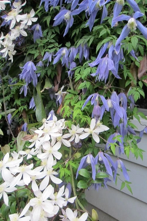 Blue Dancer Clematis - 1 Gallon Pot - Image 5