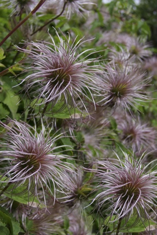 Blue Dancer Clematis - 1 Gallon Pot - Image 6