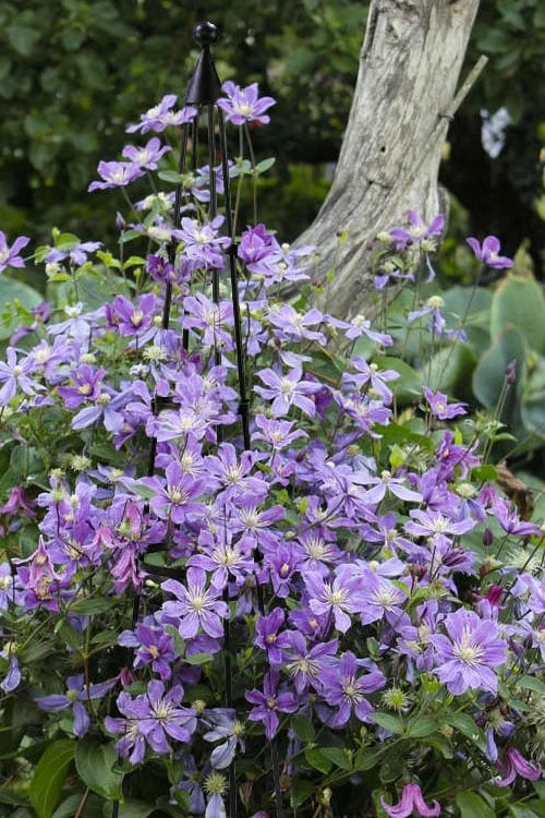 Arabella Clematis - 1 Gallon Pot - Image 4