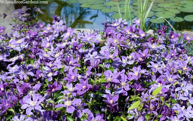 Arabella Clematis - 1 Gallon Pot - Image 8