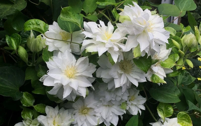Arctic Queen Clematis - 1 Gallon Pot - Image 7