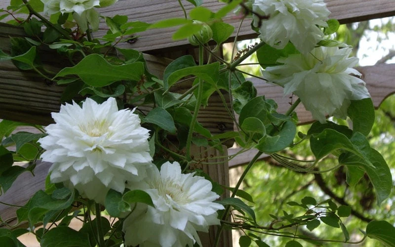 Arctic Queen Clematis - 1 Gallon Pot - Image 6