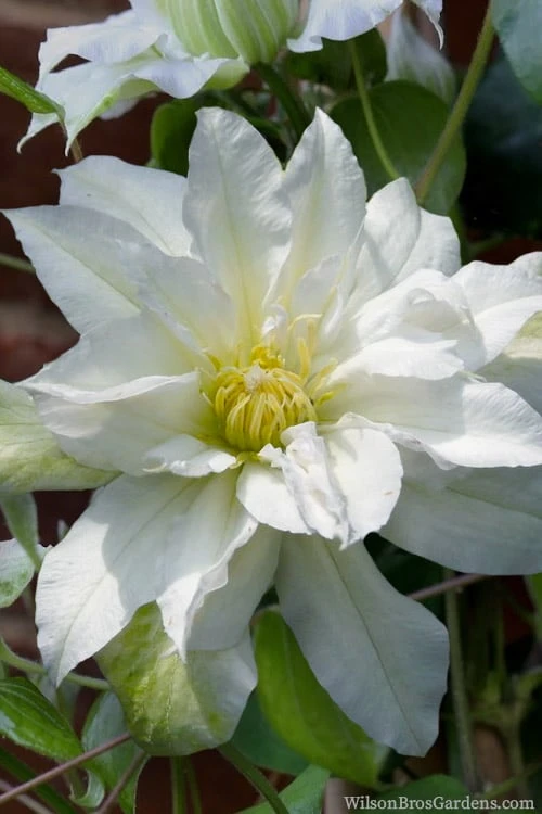 Arctic Queen Clematis - 1 Gallon Pot - Image 8