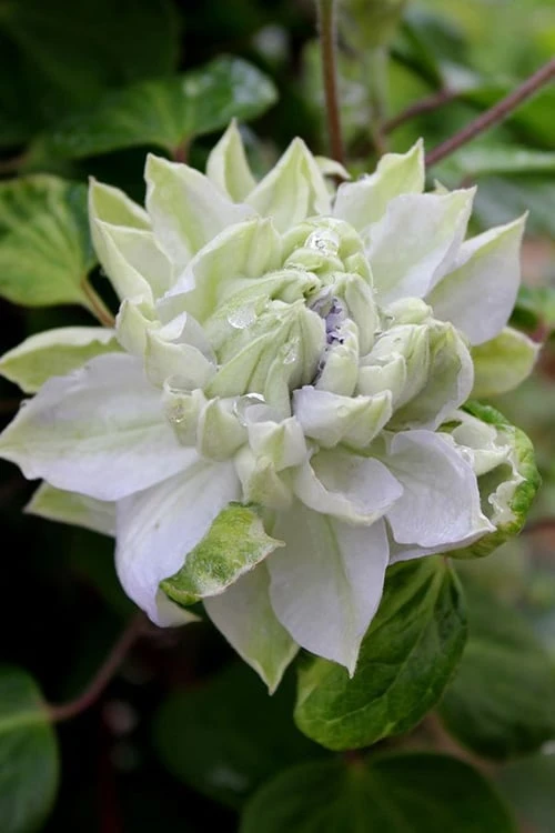 Arctic Queen Clematis - 1 Gallon Pot - Image 5