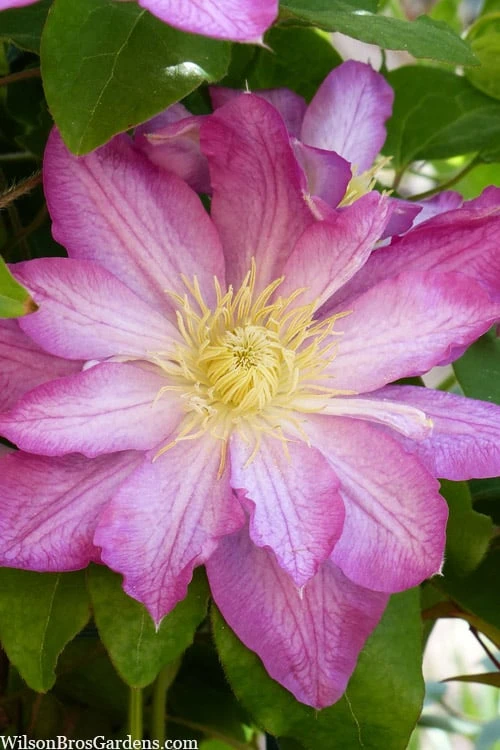 Asao Clematis - 1 Gallon Pot - Image 4