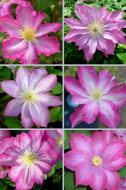 Asao Clematis - 1 Gallon Pot - Image 7