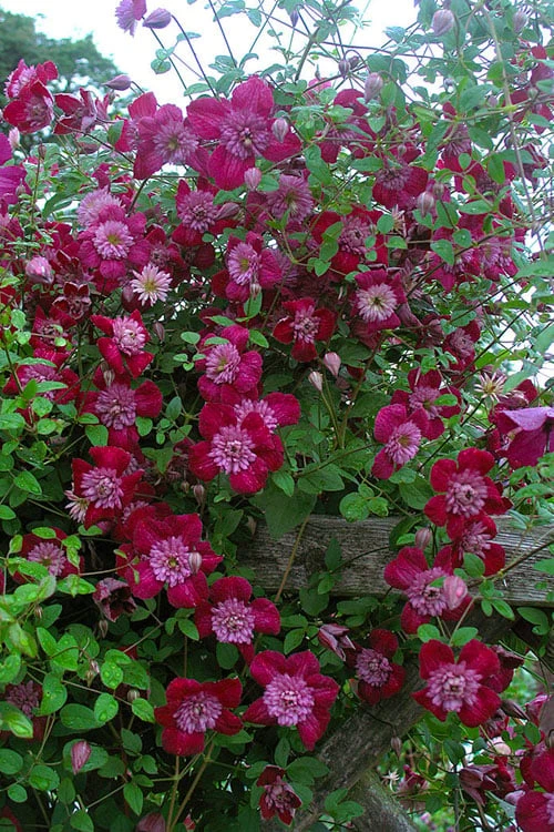 Avant-Garde Clematis - 1 Gallon Pot - Image 5
