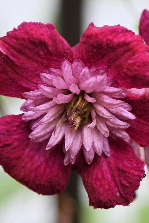 Avant-Garde Clematis - 1 Gallon Pot - Image 6