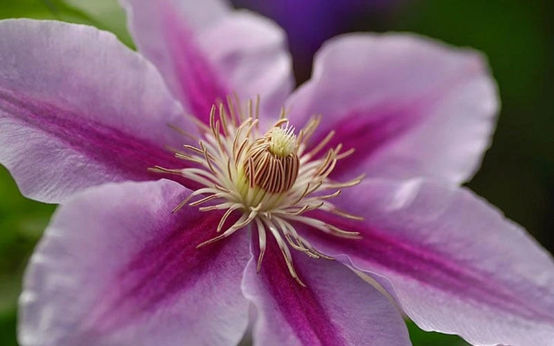 Bees Jubilee Clematis - 1 Gallon Pot - Image 6