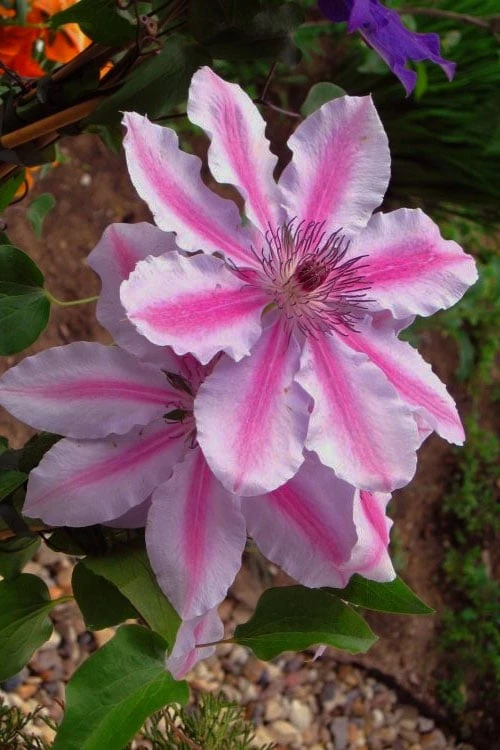 Bees Jubilee Clematis - 1 Gallon Pot - Image 5