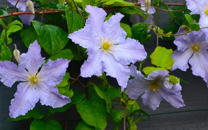 Blue Angel Clematis - 1 Gallon Pot - Image 5