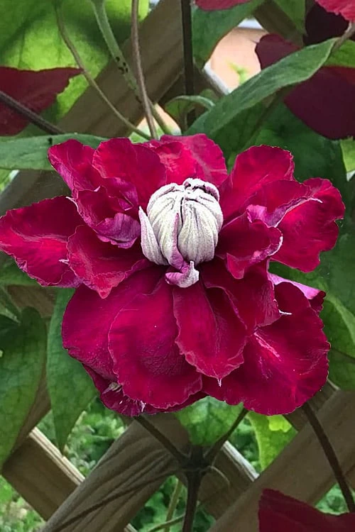 Charmaine Clematis - 1 Gallon Pot - Image 7