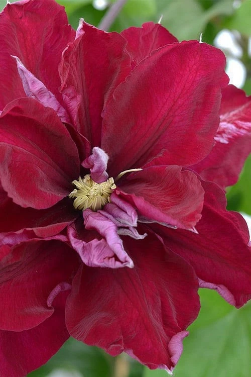 Charmaine Clematis - 1 Gallon Pot - Image 5