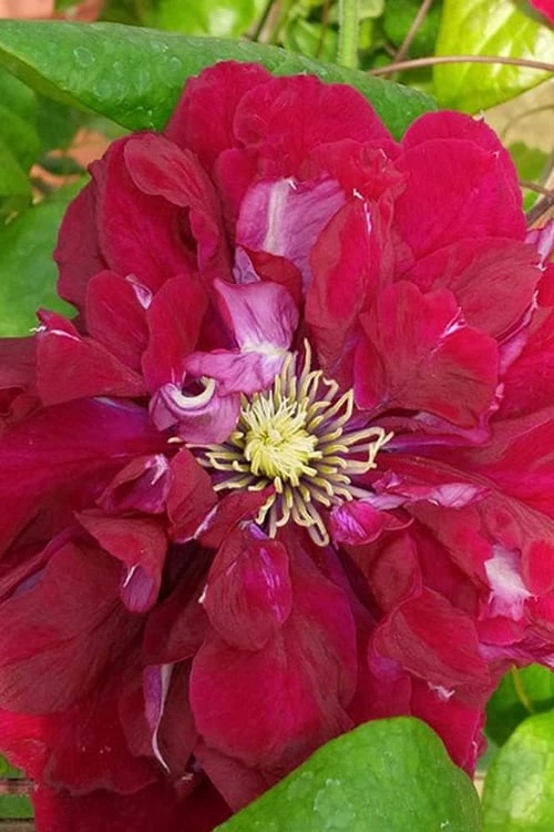 Charmaine Clematis - 1 Gallon Pot - Image 6