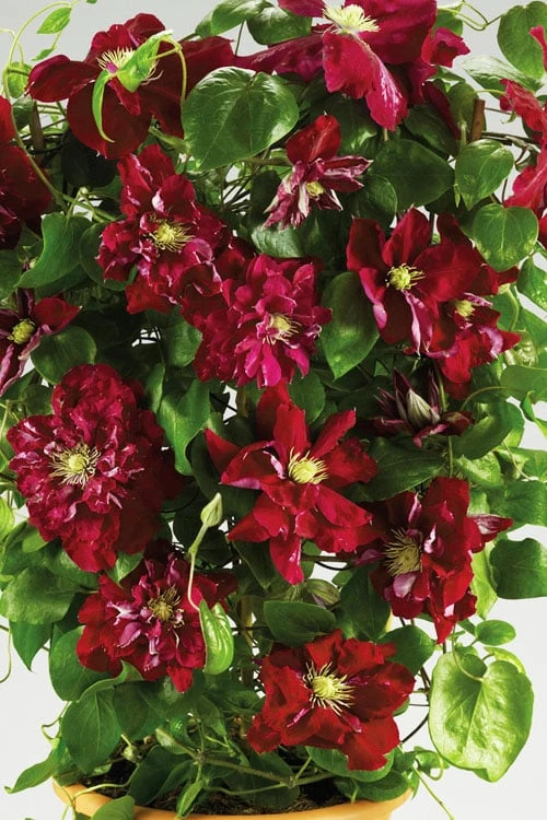 Charmaine Clematis - 1 Gallon Pot - Image 4