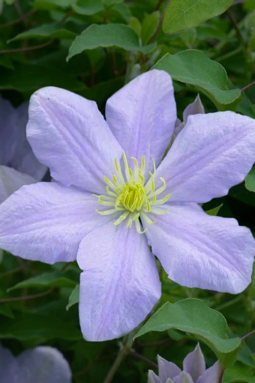 Chelsea Clematis - 1 Gallon Pot - Image 5