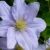 Chelsea Clematis - 1 Gallon Pot