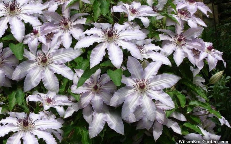 Clair De Lune Clematis - 1 Gallon Pot - Image 5