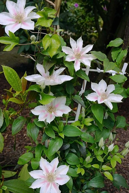 Corinne Clematis - 1 Gallon Pot - Image 8