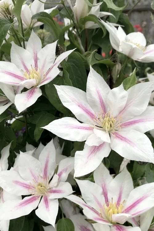 Corinne Clematis - 1 Gallon Pot - Image 5