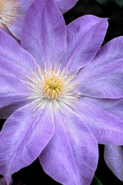 Diana's Delight Clematis - 1 Gallon Pot - Image 5