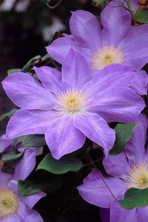 Diana's Delight Clematis - 1 Gallon Pot - Image 6
