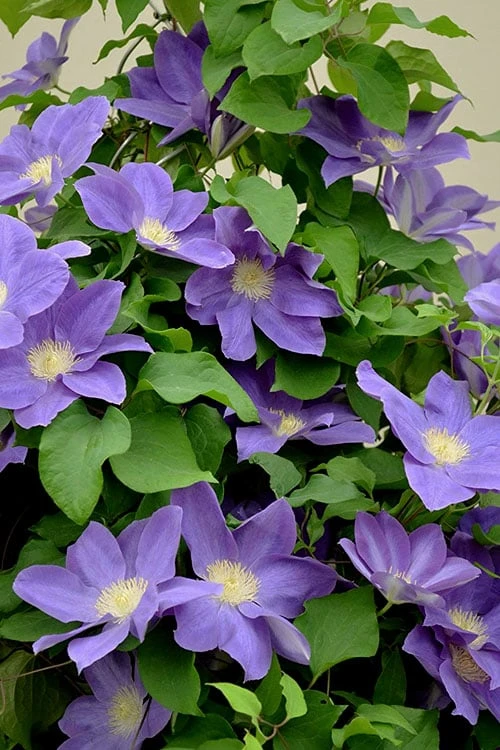 Diana's Delight Clematis - 1 Gallon Pot - Image 4