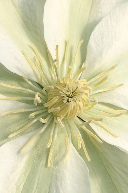 Guernsey Cream Clematis - 1 Gallon Pot - Image 6
