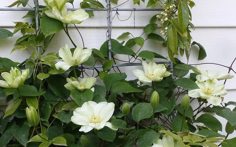 Guernsey Cream Clematis - 1 Gallon Pot - Image 7