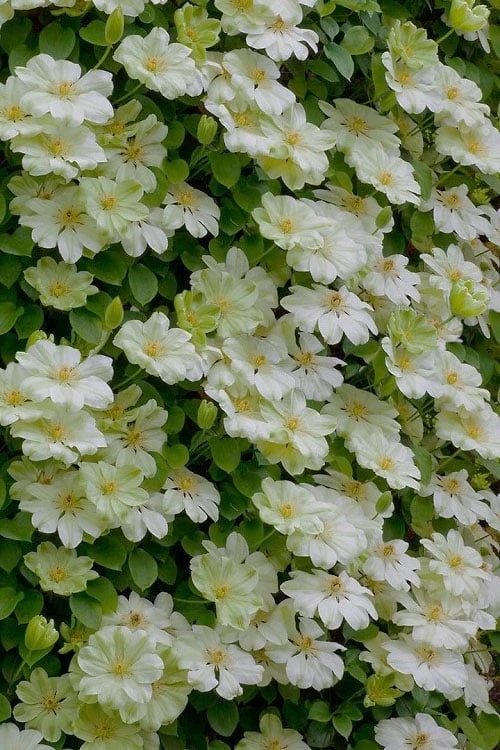 Guernsey Cream Clematis - 1 Gallon Pot - Image 4