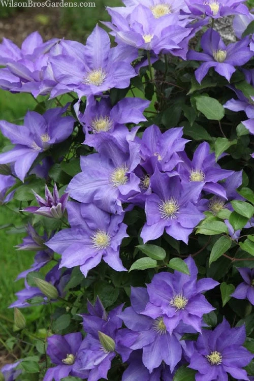 H. F. Young Clematis - 3 Gallon Pot - Image 4