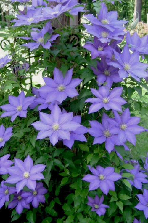 H. F. Young Clematis - 3 Gallon Pot - Image 6