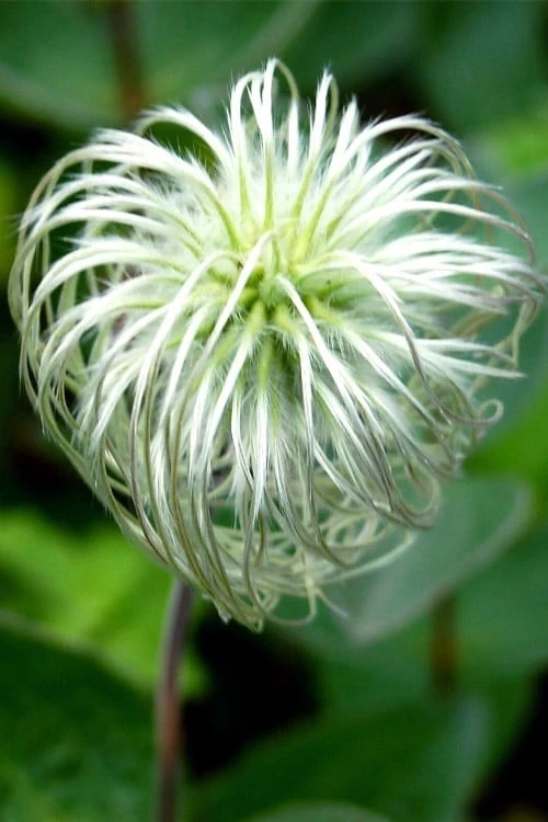 Clematis Integrifolia (Solitary Bush Clematis) - 1 Gallon Pot - Image 6