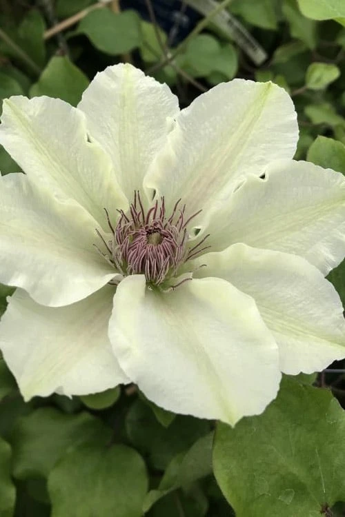 Kitty Clematis - 1 Gallon Pot - Image 4