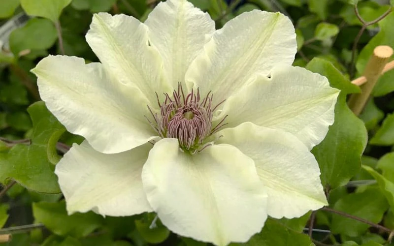 Kitty Clematis - 1 Gallon Pot - Image 8