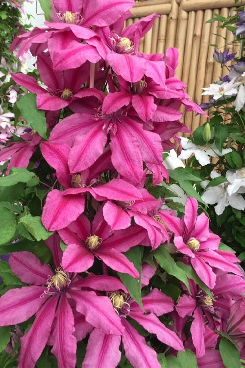 Liberation Clematis - 1 Gallon Pot - Image 4