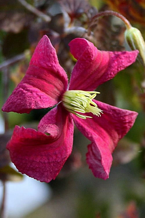 Madame Julia Correvon Clematis - 1 Gallon Pot - Image 6