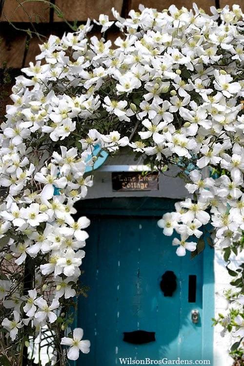 Grandiflora Montana Clematis - 1 Gallon Pot - Image 5