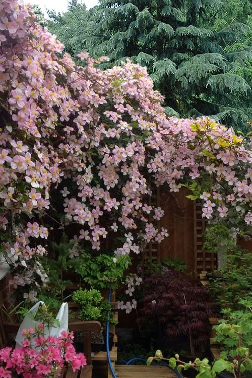 Mayleen Montana Clematis - 1 Gallon Pot - Image 4