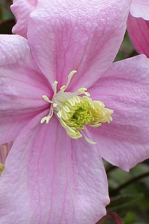 Mayleen Montana Clematis - 1 Gallon Pot - Image 9