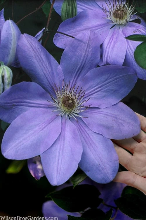 Mrs. Cholmondeley Clematis - 1 Gallon Pot
