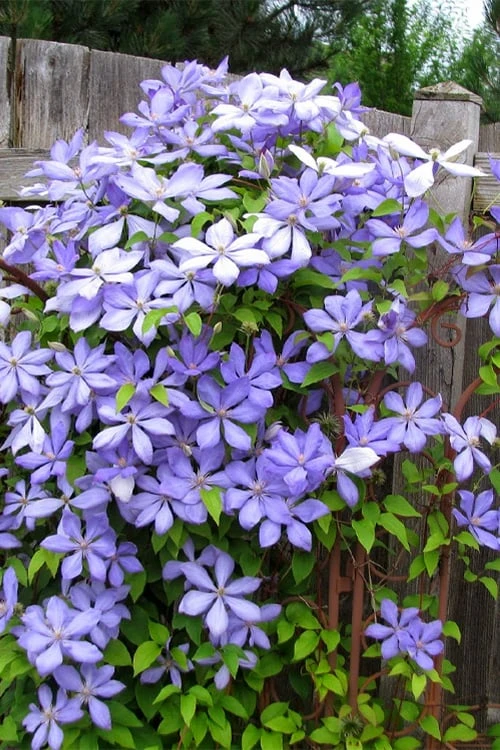 Mrs. Cholmondeley Clematis - 1 Gallon Pot - Image 5