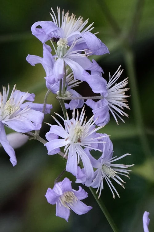 Mrs. Robert Brydon Clematis - 1 Gallon Pot