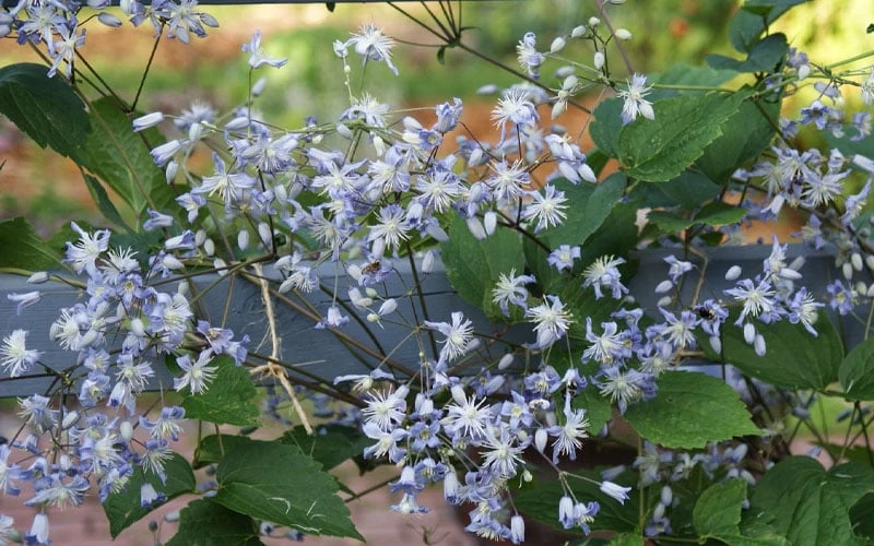 Mrs. Robert Brydon Clematis - 1 Gallon Pot - Image 9
