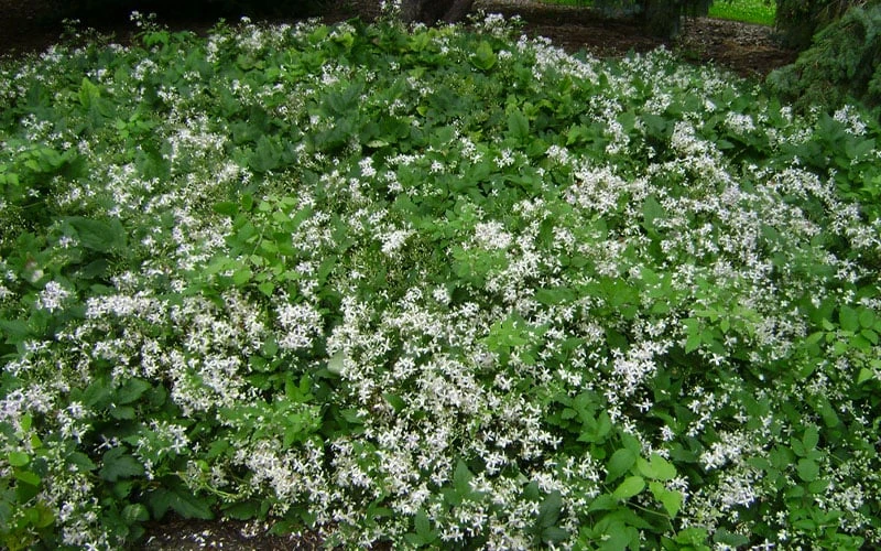 Mrs. Robert Brydon Clematis - 1 Gallon Pot - Image 8